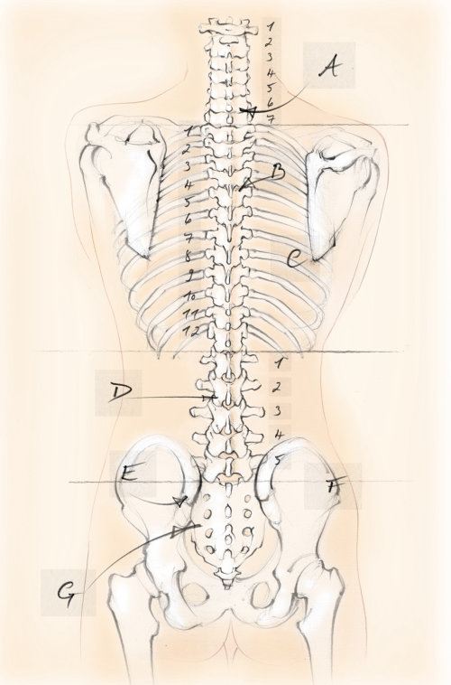 anatomie, squelette, colonne vertébrale, vertèbres, os, omoplates