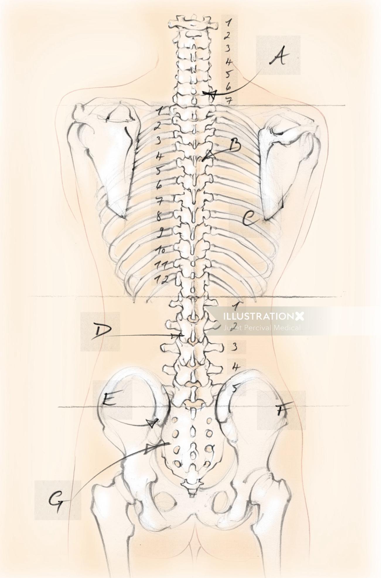 anatomie, squelette, colonne vertébrale, vertèbres, os, omoplates
