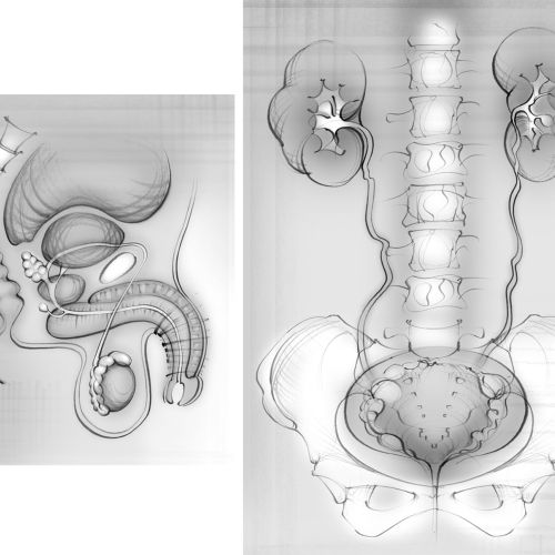 Black and white art of Urinary System and Erectile Dysfunction