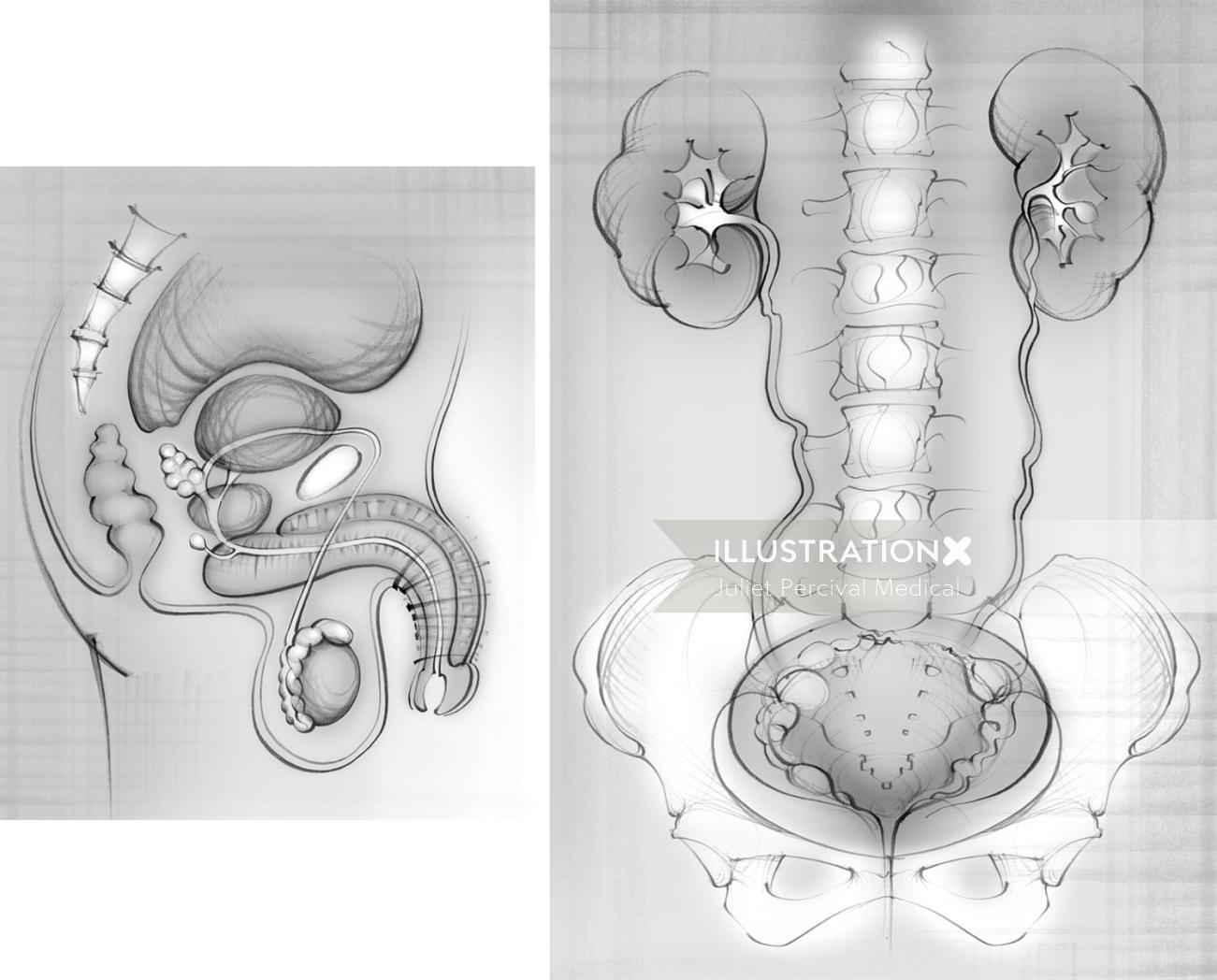 Black and white art of Urinary System and Erectile Dysfunction