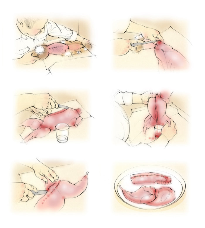 skinning rabbit, game, meat, butchery, food