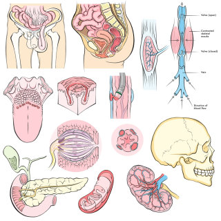 anatomía humana, cráneo, riñón, lengua, páncreas, intestino, mitocondrias