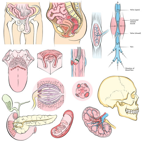 human anatomy, skull, kidney, tongue, pancreas, intestine, mitochondria