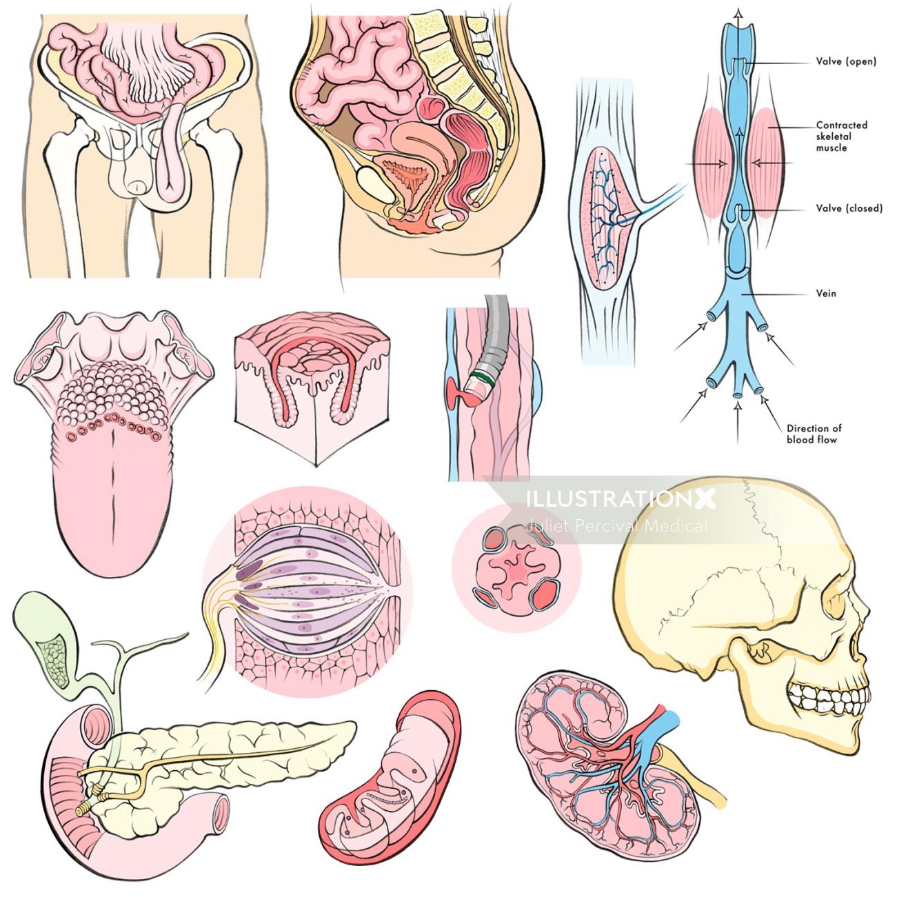 人体解剖学、頭蓋骨、腎臓、舌、膵臓、腸、ミトコンドリア