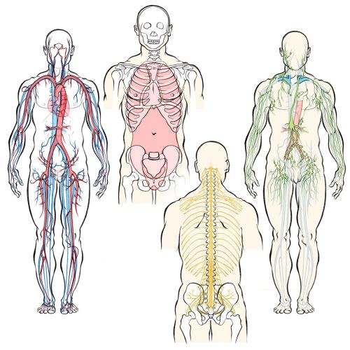 human anatomy, circulatory system, arteries, veins, nerves, lymphatic system