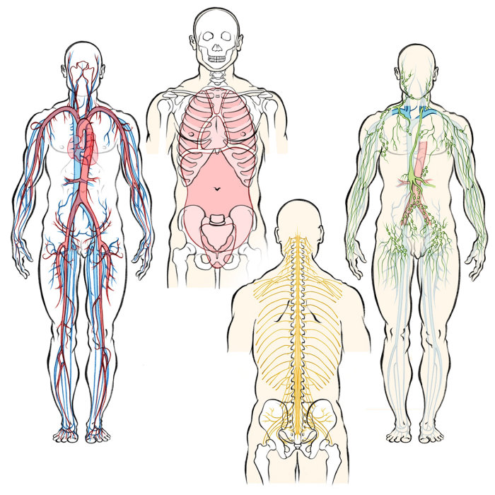 anatomie humaine, système circulatoire, artères, veines, nerfs, système lymphatique