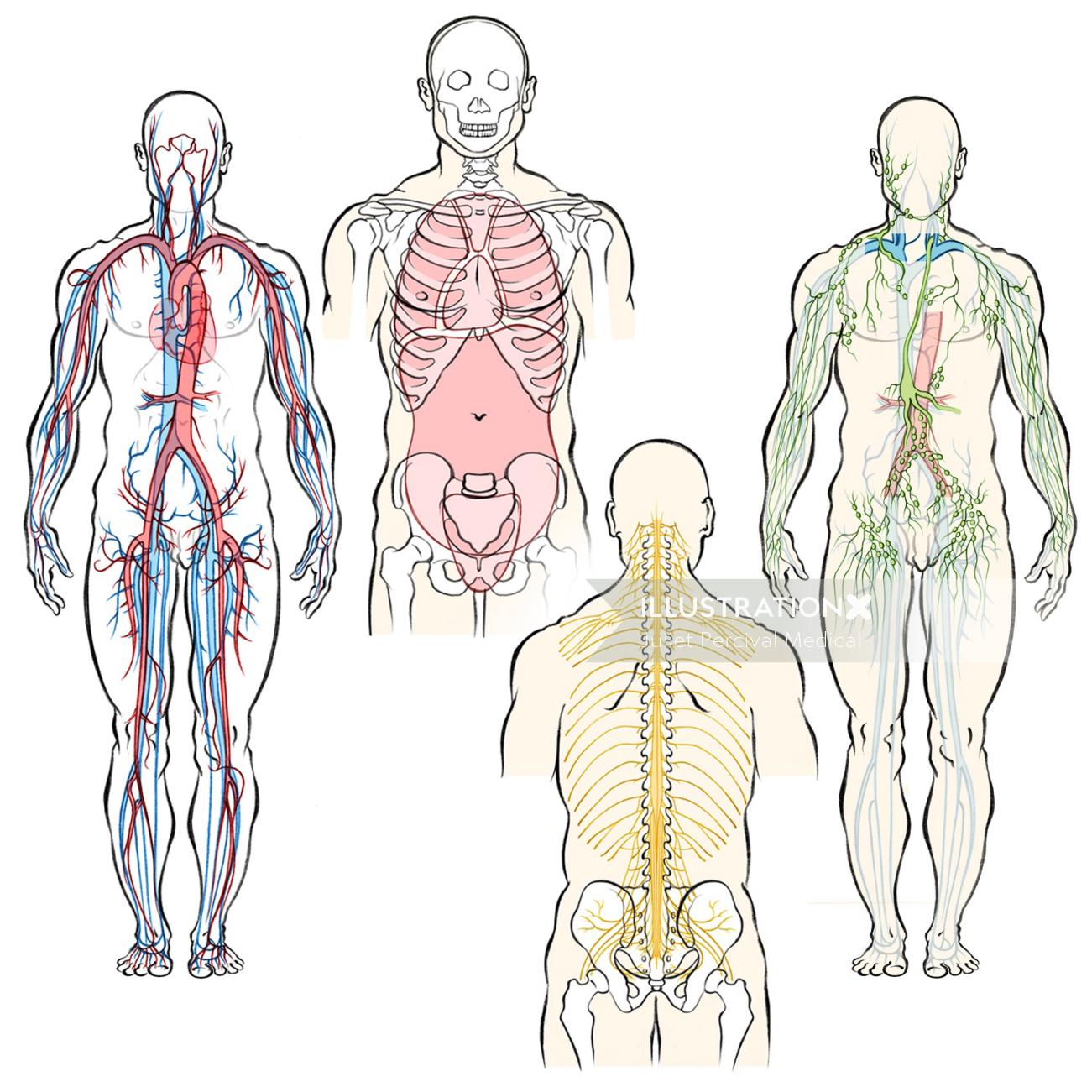 anatomie humaine, système circulatoire, artères, veines, nerfs, système lymphatique