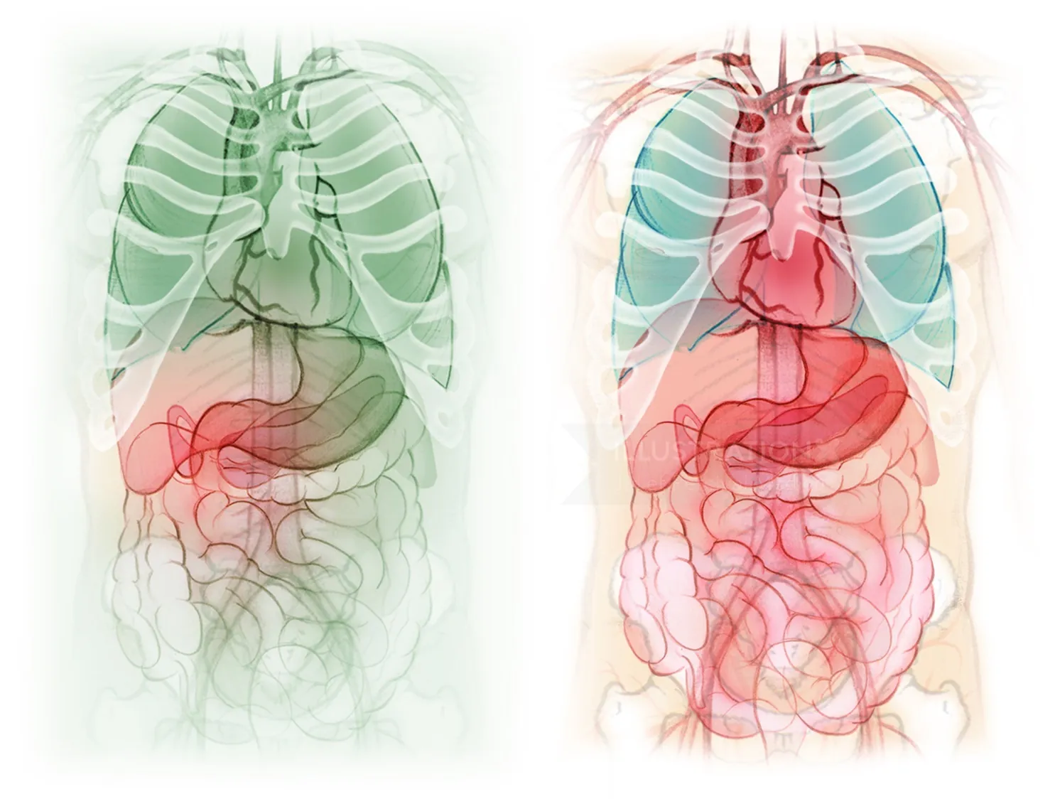 digestive system, stomach, liver, gall bladder, intestine, heart, anatomy
