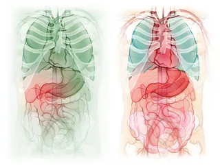 digestive system, stomach, liver, gall bladder, intestine, heart, anatomy