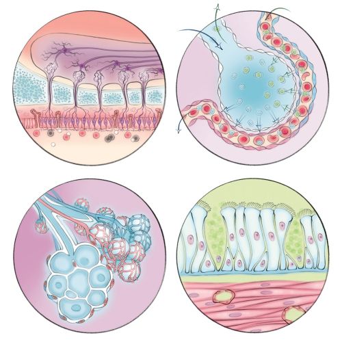 alveoli, gas exchange, smooth muscle cells, smell receptor, nasal bulb