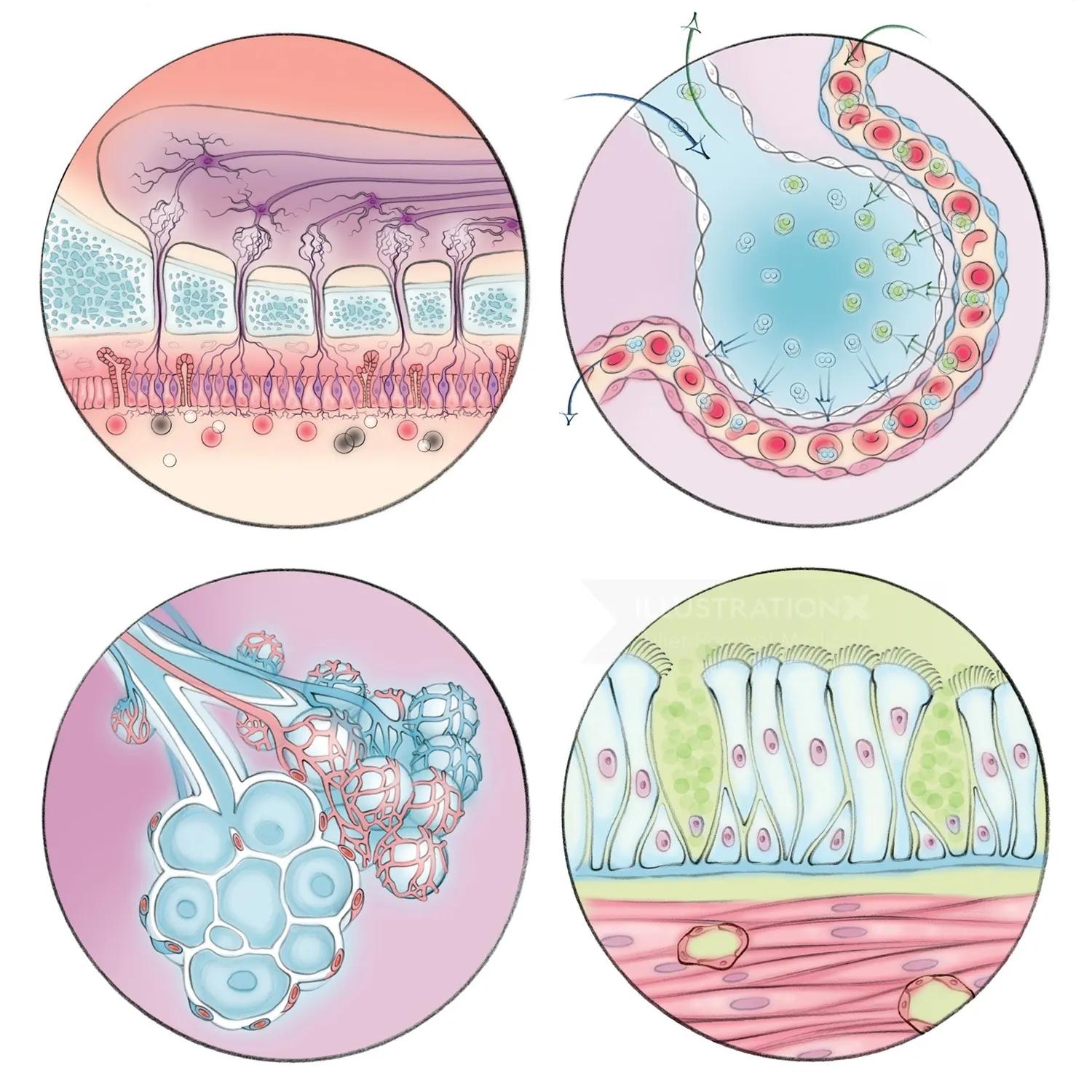 alveoli, gas exchange, smooth muscle cells, smell receptor, nasal bulb