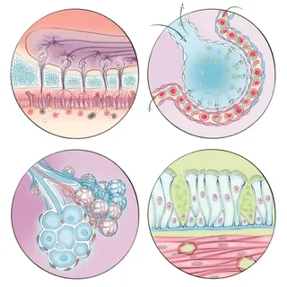 alveoli, gas exchange, smooth muscle cells, smell receptor, nasal bulb