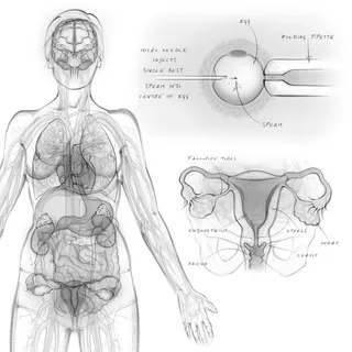 Artwork of Female Reproductive Organs