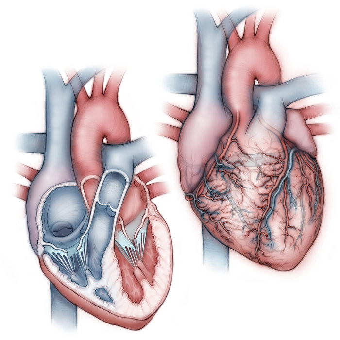 cœur, anatomie, artère coronaire, artère pulmonaire, veine pulmonaire, oreillettes, ventricules, aorte