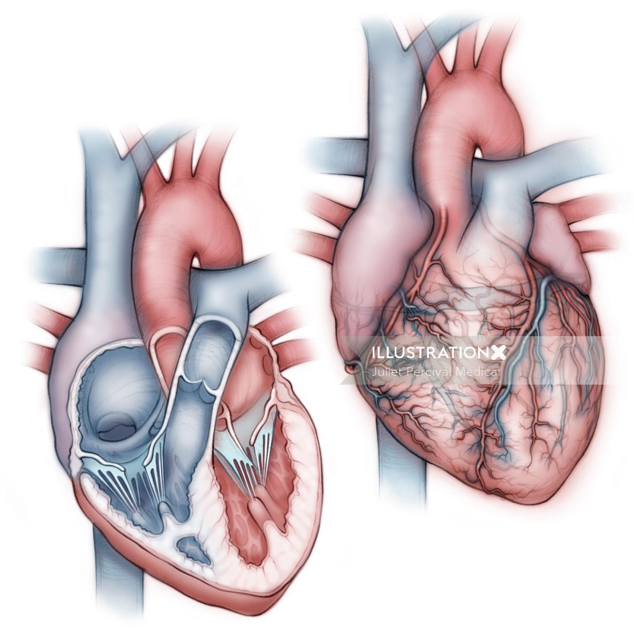 心臓、解剖学、冠状動脈、肺動脈、肺静脈、心房、心室、大動脈