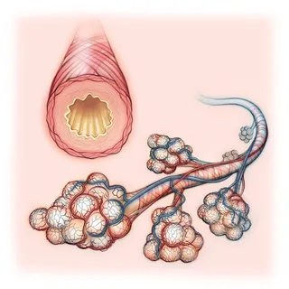 healthy lung, anatomy, bronchiole, bronchus, alveoli