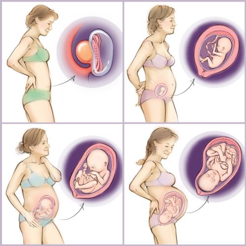 pregnancy, baby, womb, fetus, anatomy, embryo, placenta