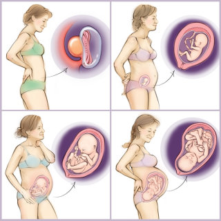 embarazo, bebé, matriz, feto, anatomía, embrión, placenta