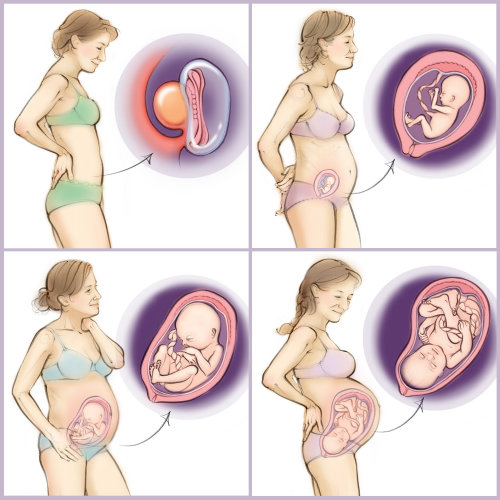 怀孕，婴儿，子宫，胎儿，解剖学，胚胎，胎盘