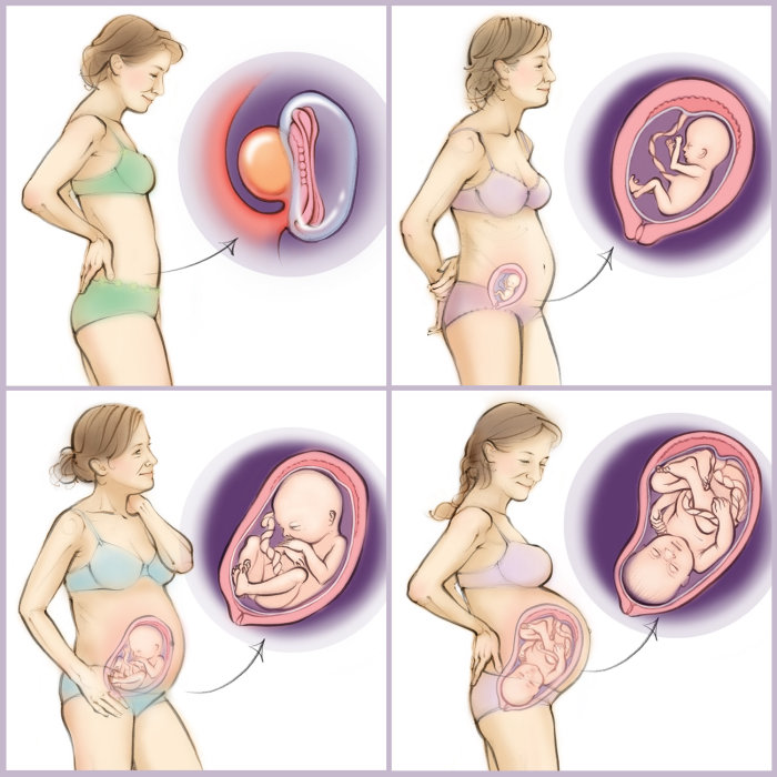 grossesse, bébé, utérus, fœtus, anatomie, embryon, placenta