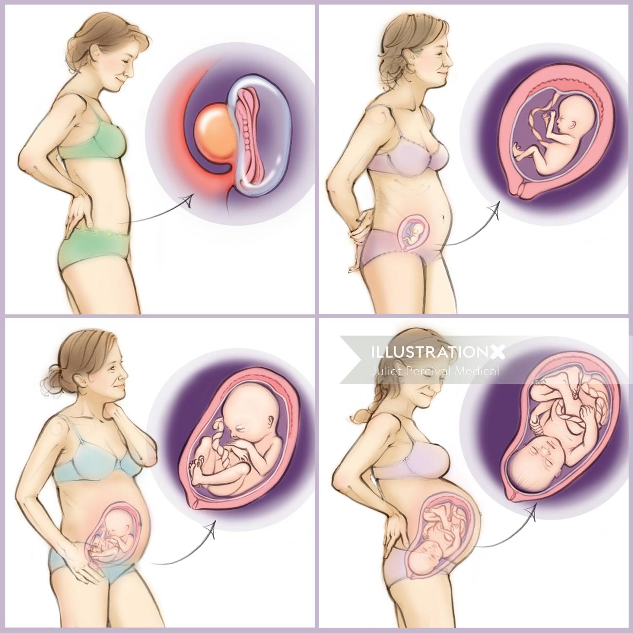 grossesse, bébé, utérus, fœtus, anatomie, embryon, placenta