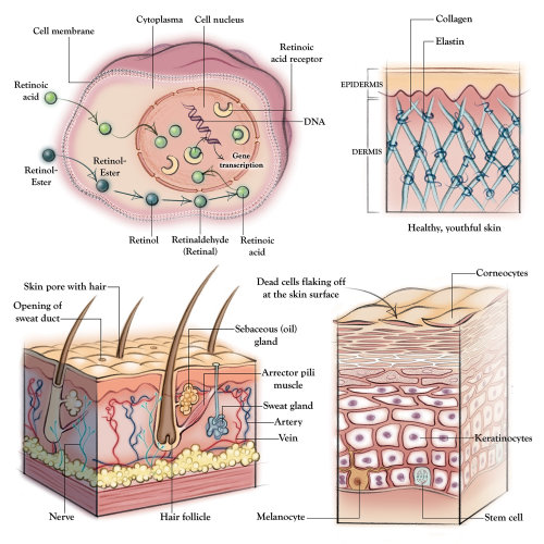 anatomie, peau, dermatologie, collagène, élastine, follicule pileux, membrane cellulaire, épiderme