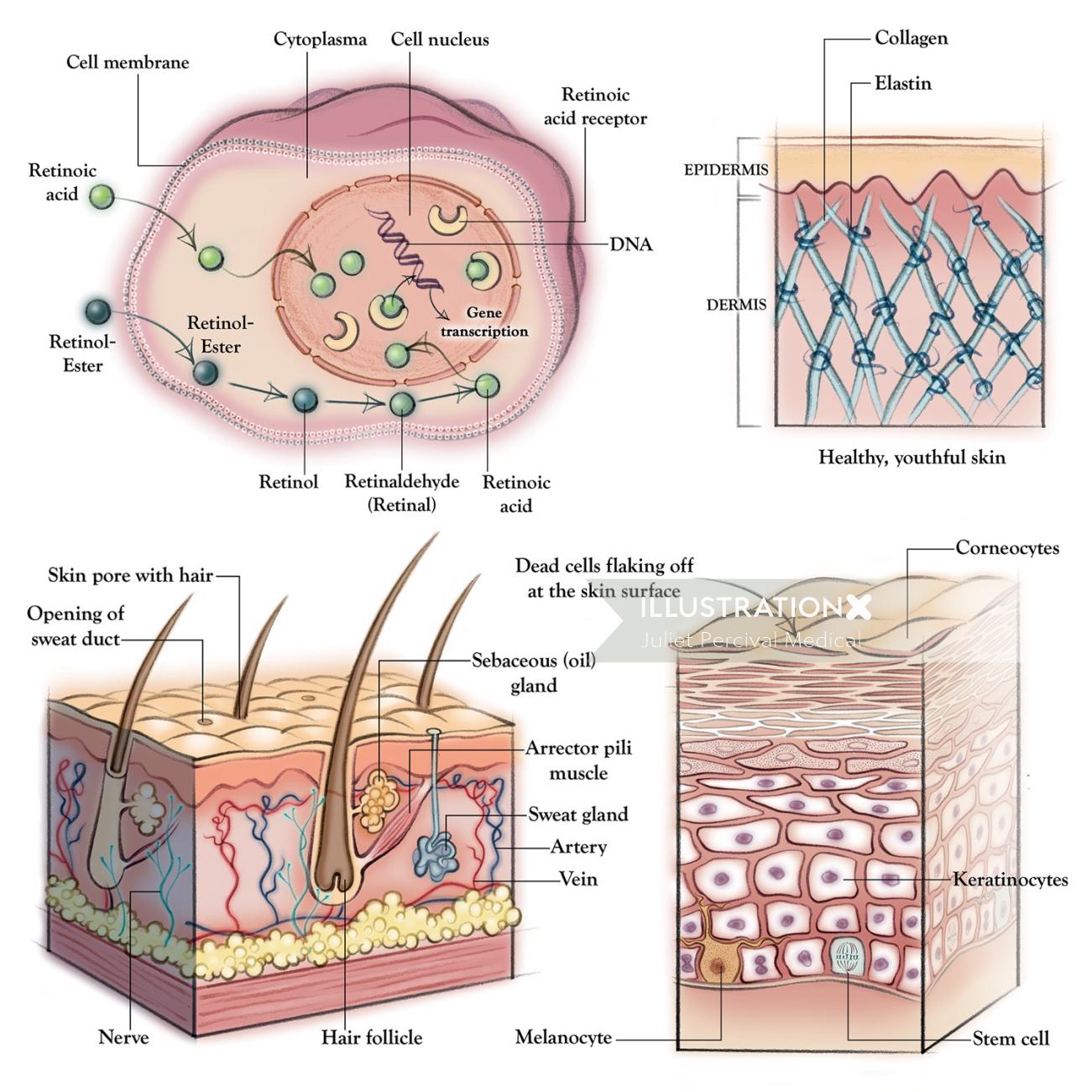 解剖学、皮膚、皮膚科、コラーゲン、エラスチン、毛包、細胞膜、表皮