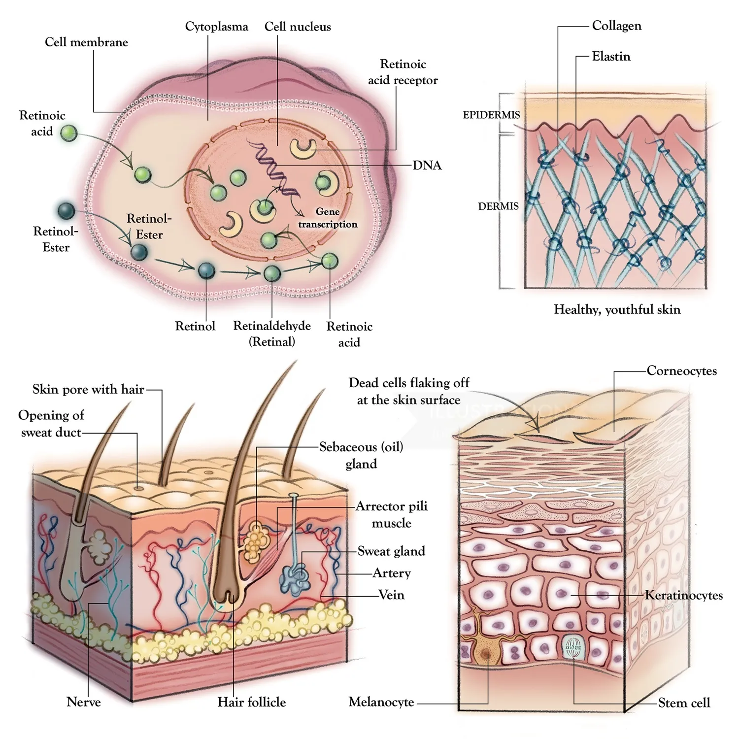anatomy, skin, dermatology, collagen, elastin, hair follicle, cell membrane, epidermis