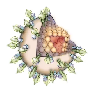 immunology, anatomy, medical, molecule, virus