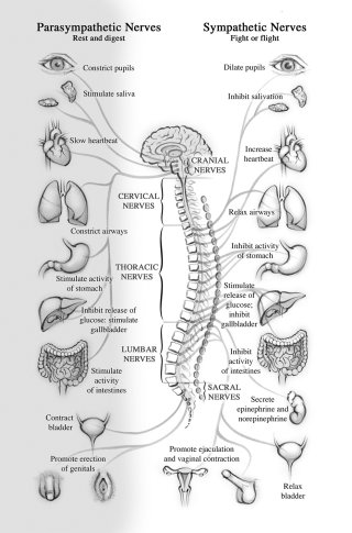 anatomia, nervos, sistema nervoso, cérebro, medula espinhal