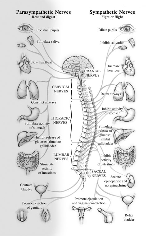 anatomy, nerves, nervous system, brain, spinal cord