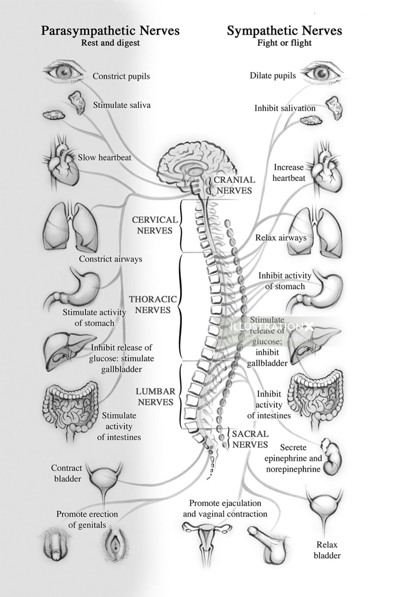 Sympathetic and Parasympathetic Nervous System | Illustration by Juliet  Percival Medical