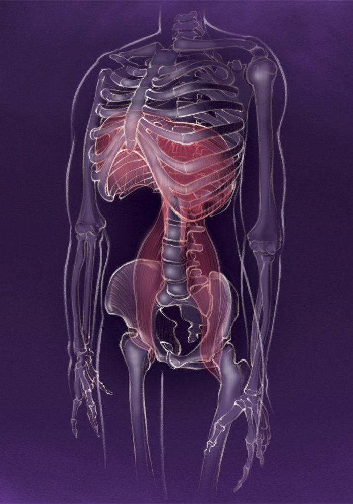 Anatomy, diaphragm, skeleton, psoas, yoga, calm