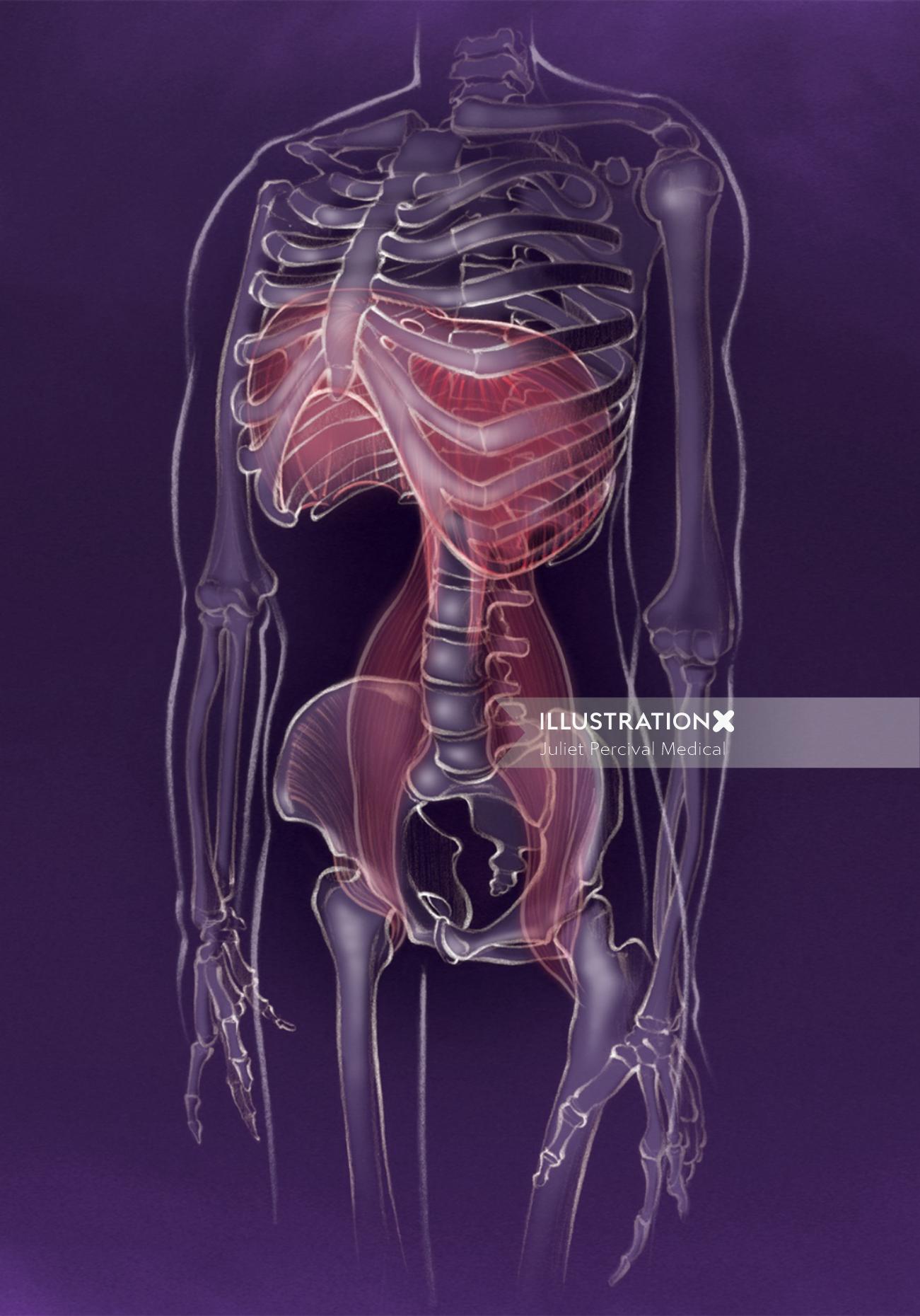 解剖学、横隔膜、骨格、腰筋、ヨガ、落ち着き