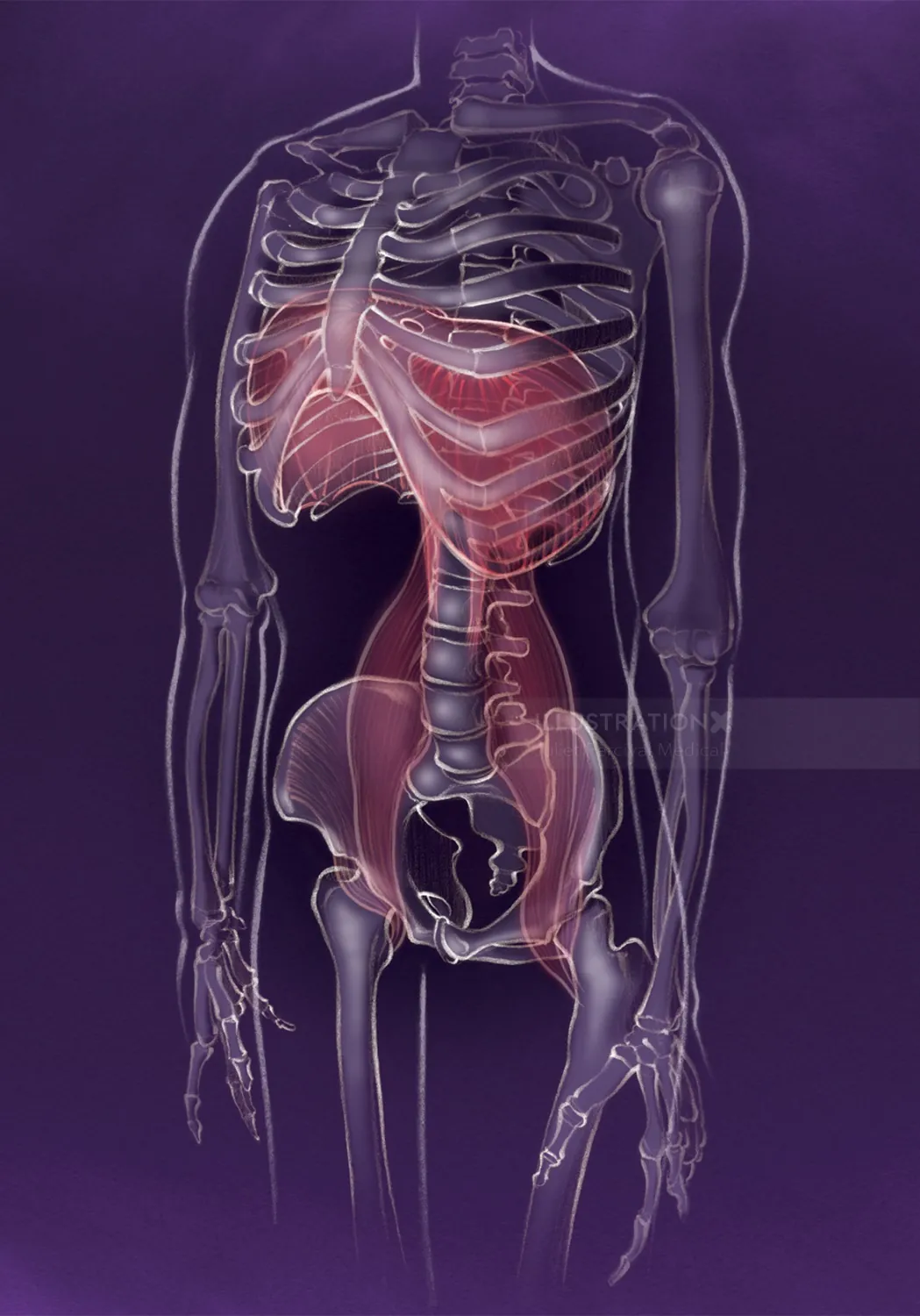 Anatomy, diaphragm, skeleton, psoas, yoga, calm