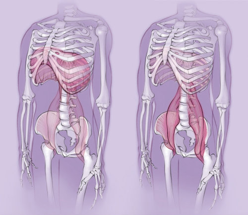 解剖，骨骼，diaphragm肌，腰大肌，身体，骨骼，骨盆，胸腔