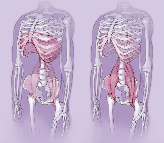 anatomy, skeleton, diaphragm, psoas muscle, body, bones, pelvis, ribcage