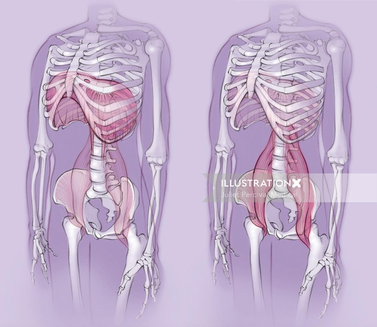 anatomie, squelette, diaphragme, muscle psoas, corps, os, bassin, cage thoracique