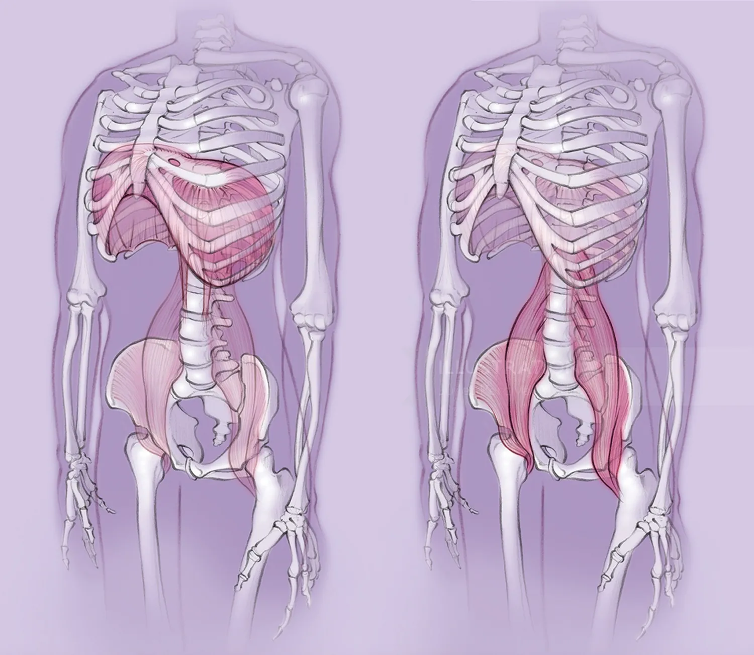 anatomy, skeleton, diaphragm, psoas muscle, body, bones, pelvis, ribcage