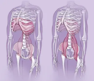 anatomy, skeleton, diaphragm, psoas muscle, body, bones, pelvis, ribcage