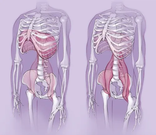 anatomy, skeleton, diaphragm, psoas muscle, body, bones, pelvis, ribcage