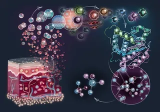 anatomy, skin, epidermis, dermis, peptides, cells, proteins