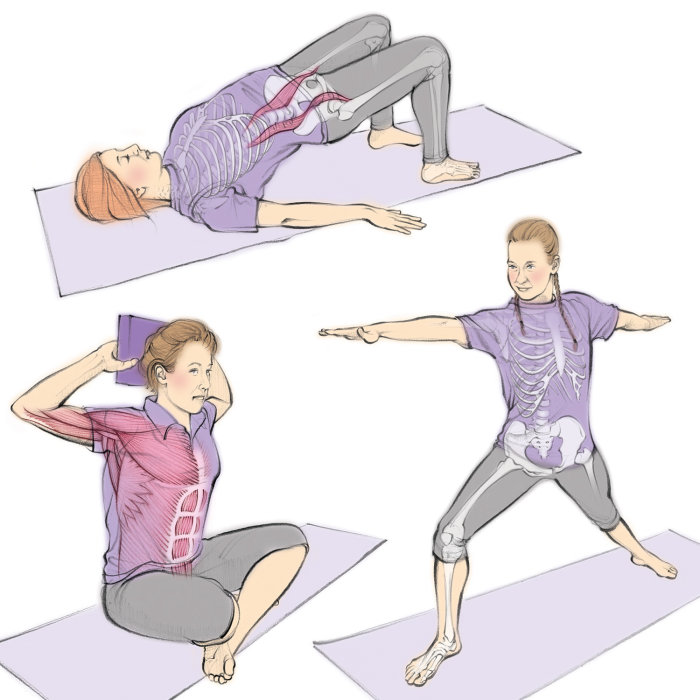 yoga, exercise, stretching, healthy, fit, bridge pose, warrior pose, anatomy, skeleton