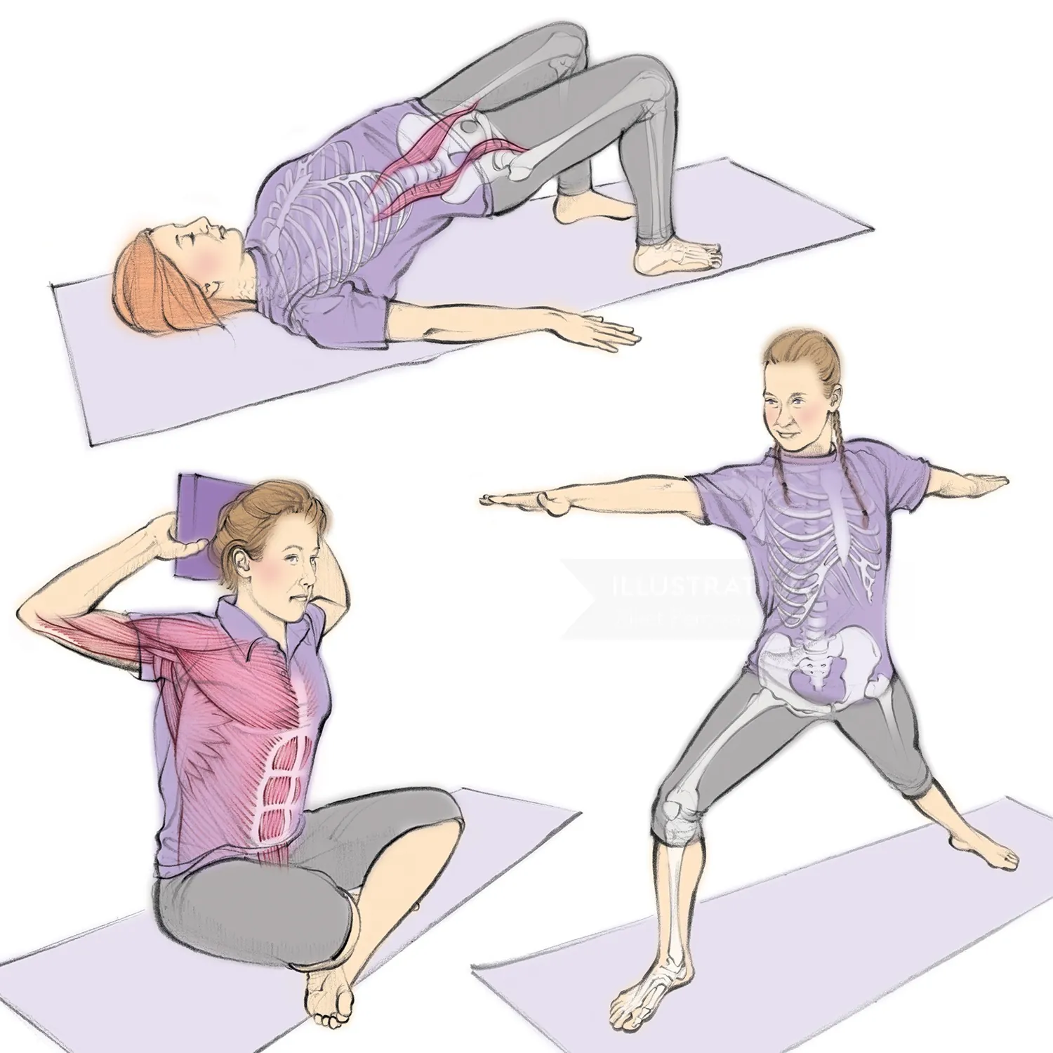 yoga, exercise, stretching, healthy, fit, bridge pose, warrior pose, anatomy, skeleton