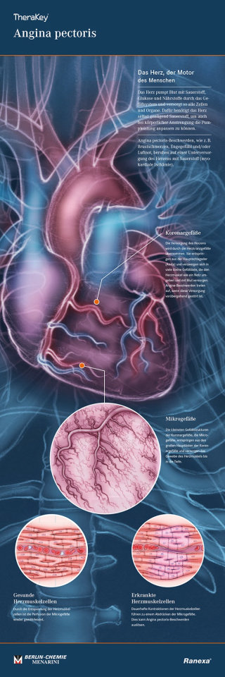 心脏, 解剖学, 主动脉, 心室, 下腔静脉, 心血管