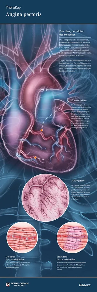 heart, anatomy, aorta, ventricle, vena cava, cardiovascular