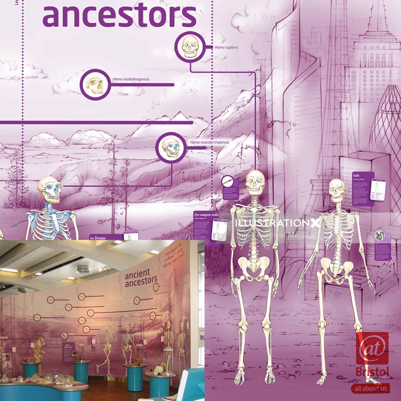 évolution, squelettes, hominidés, ancêtres, homus erectus, singes