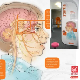 anatomy, human, brain, optic, nerves, cerebellum, facial