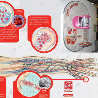 infografía, anatomía, venas, arterias, circulación, capilares, glóbulos rojos