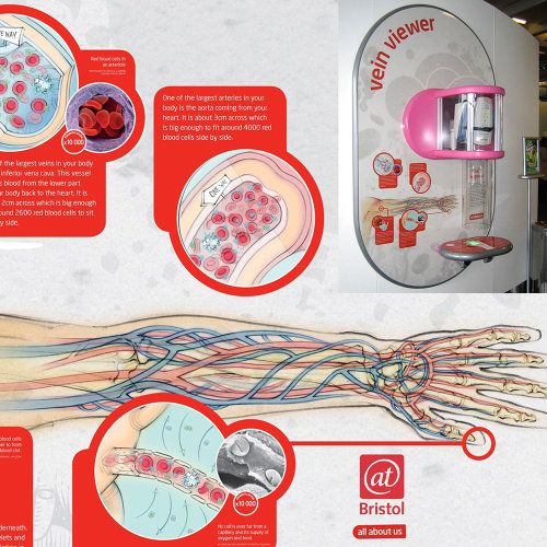 信息图，解剖学，静脉，动脉，循环，毛细血管，红血球